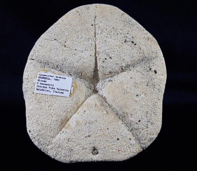 Clypeaster brevior SEGUENZA 1880 - Bild © FossNet FossilienStore